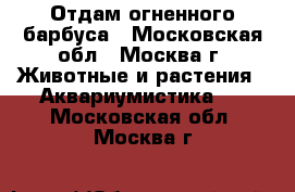 Отдам огненного барбуса - Московская обл., Москва г. Животные и растения » Аквариумистика   . Московская обл.,Москва г.